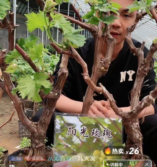 抖音小店水果规格填写详解（如何填写规格让你的水果小店更吸引人）