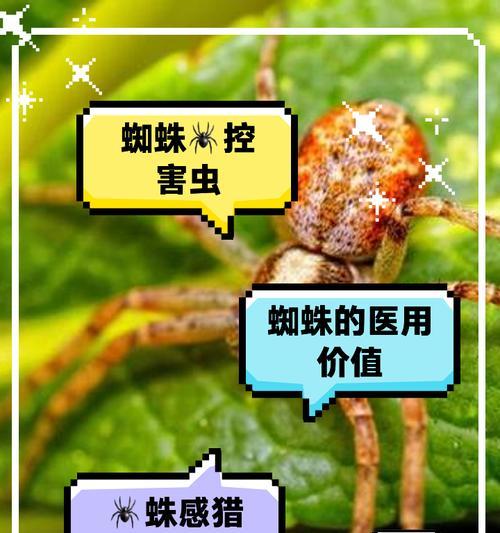 百度蜘蛛不抓取页面怎么办？如何优化网站提高抓取率？