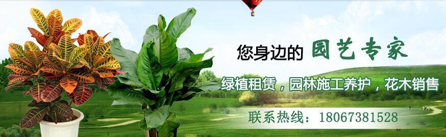 如何做租赁网站推广才能赚钱？有效策略有哪些？