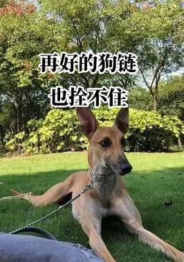 卖狗的抖音视频怎么剪辑？剪辑技巧和常见问题解答？