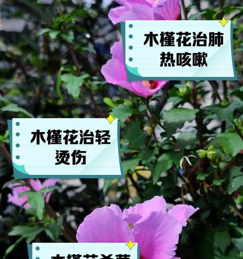 木槿剪辑在抖音上如何制作吸引人的视频？