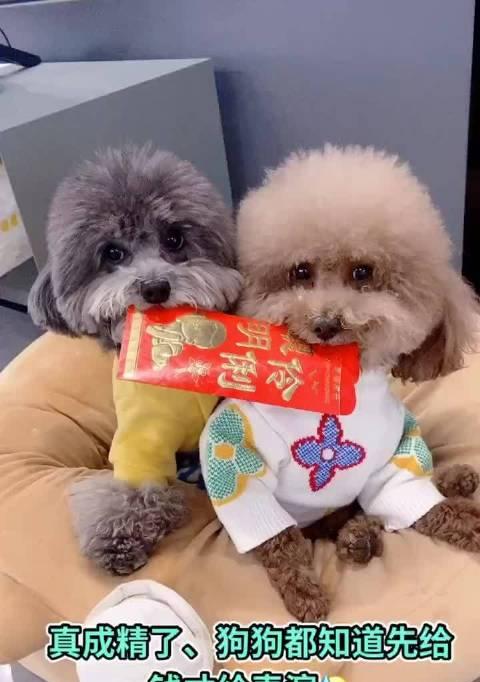 快手宠物视频剪辑技巧有哪些？如何提高视频质量？
