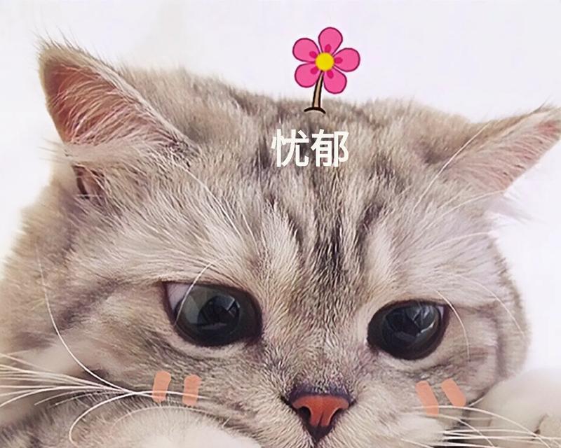 抖音表情包在微信中如何使用关键词搜索？搜索不到表情包的解决方法是什么？