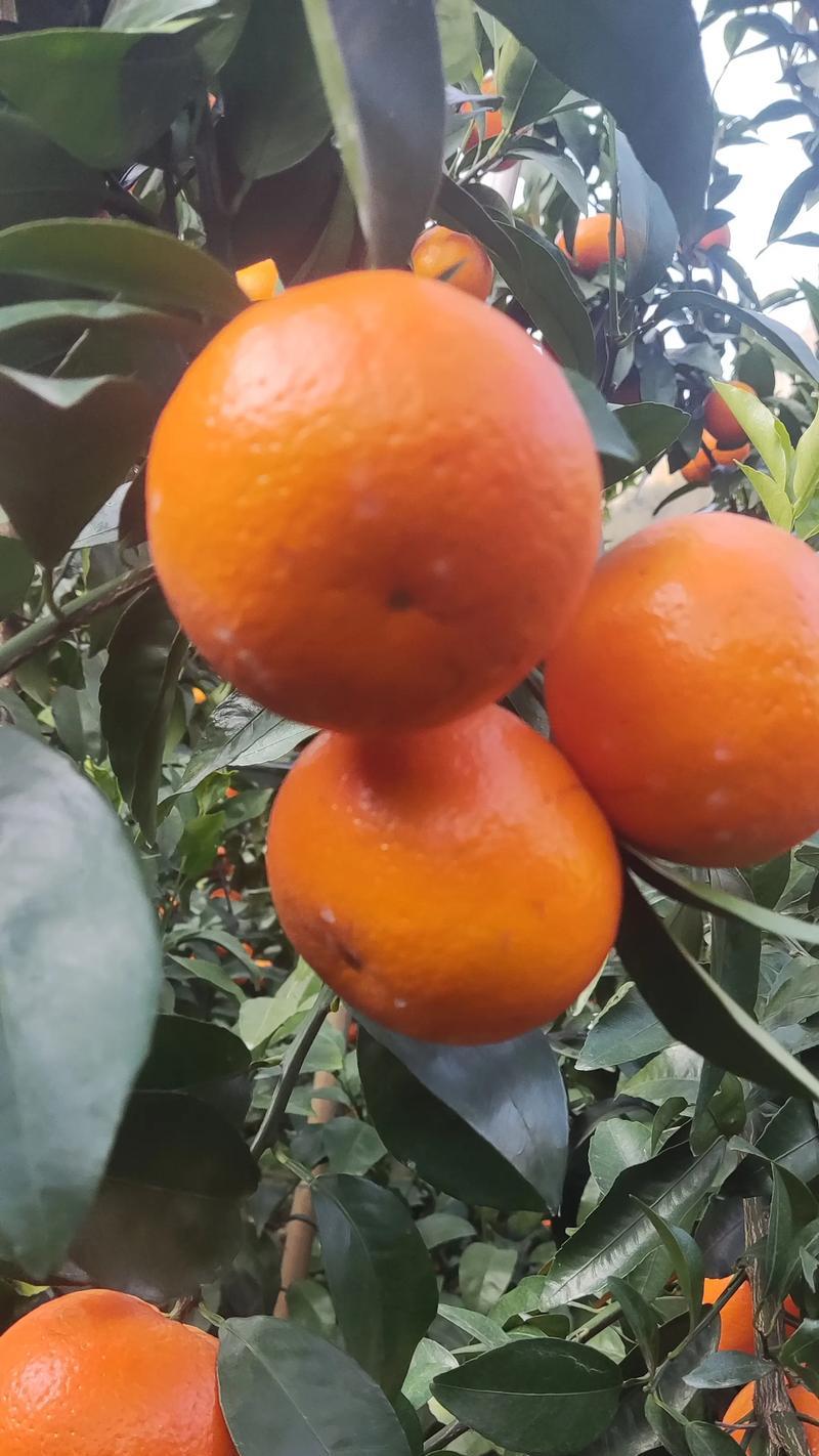 抖音柑橘类水果的热门搜索关键词是什么？如何找到受欢迎的柑橘视频？